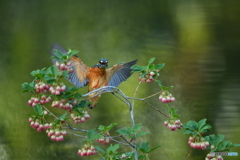 更紗ドウタンとカワセミ
