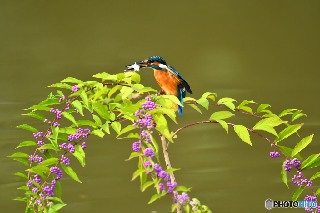 紫式部とカワセミ