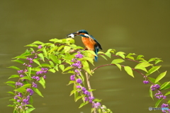 紫式部とカワセミ