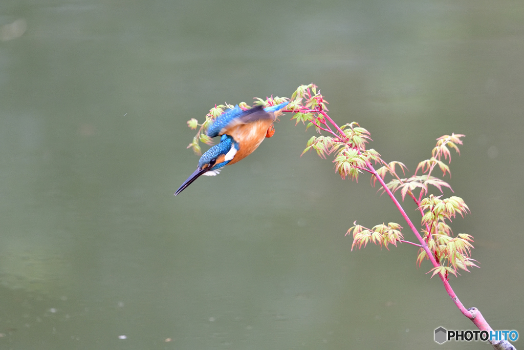 紅葉とカワセミ