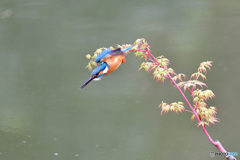 紅葉とカワセミ