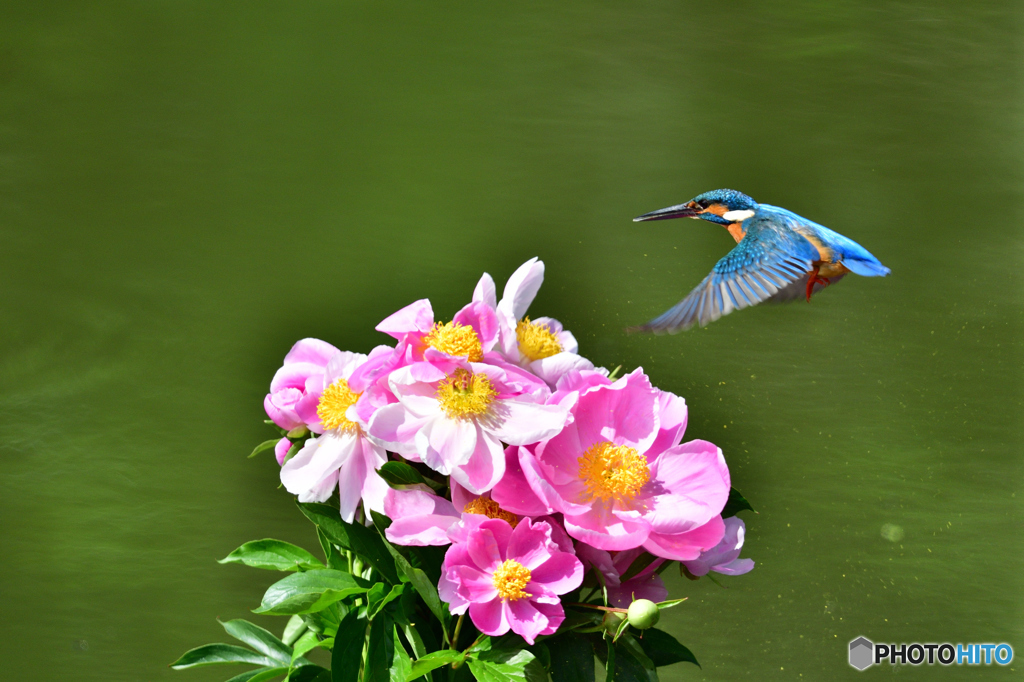 シャクヤクとカワセミ