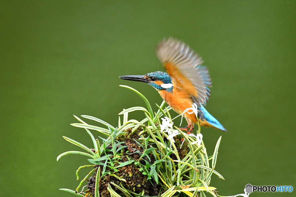 フウランとカワセミ