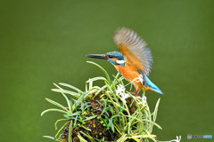 フウランとカワセミ