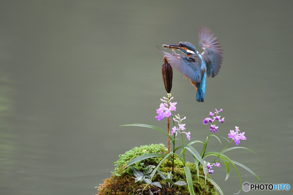 ウチョウランとカワセミ