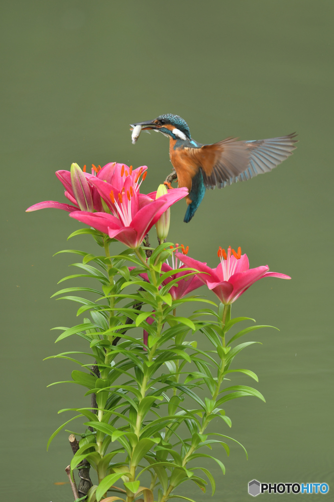 スカシユリとカワセミ