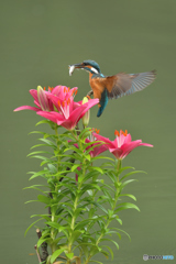 スカシユリとカワセミ