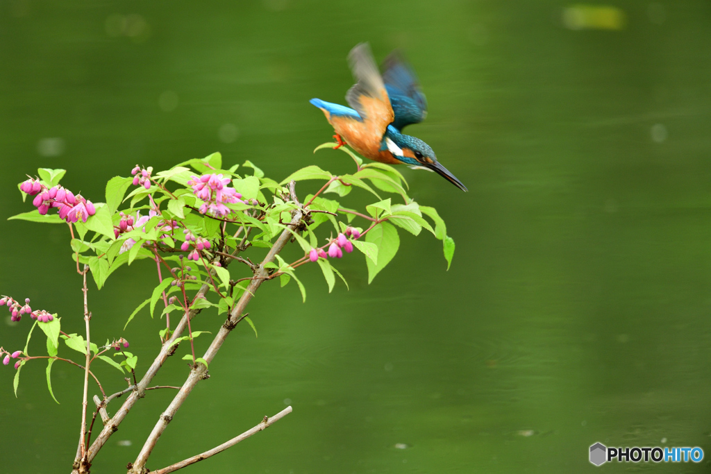 紅ウツギとカワセミ