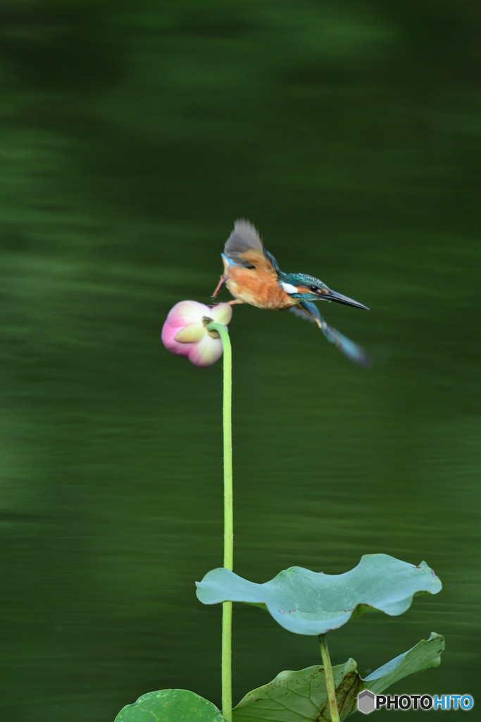 ハスとカワセミ