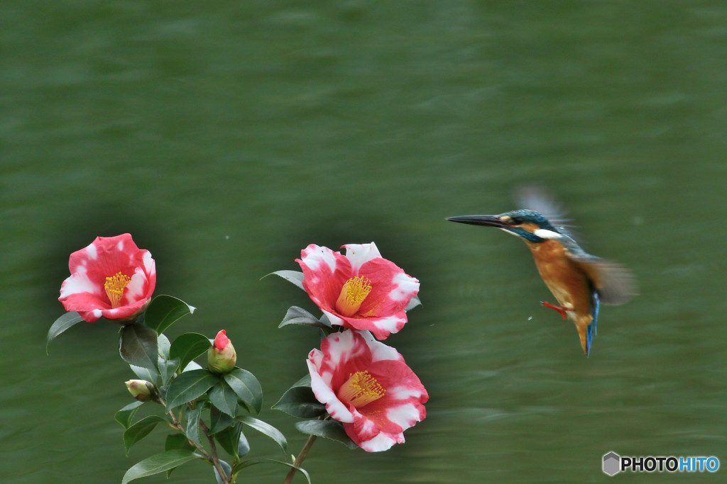 糊こぼし椿とカワセミ