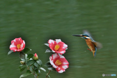 糊こぼし椿とカワセミ