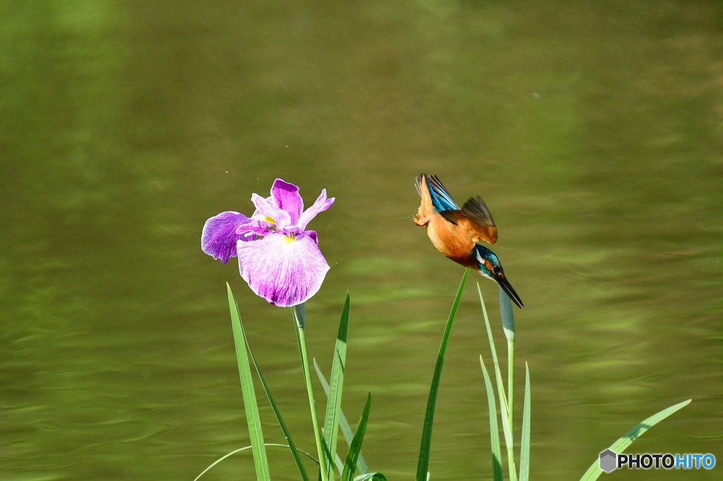 ハナショウブとカワセミ