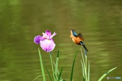 ハナショウブとカワセミ