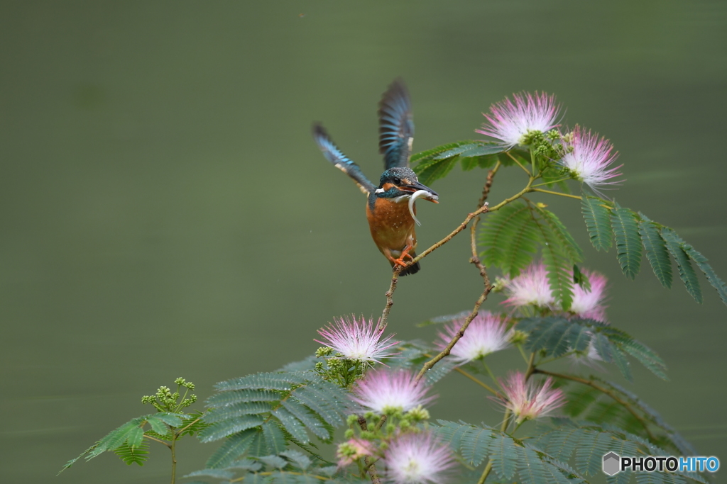 ネムノキとカワセミ