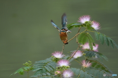 ネムノキとカワセミ