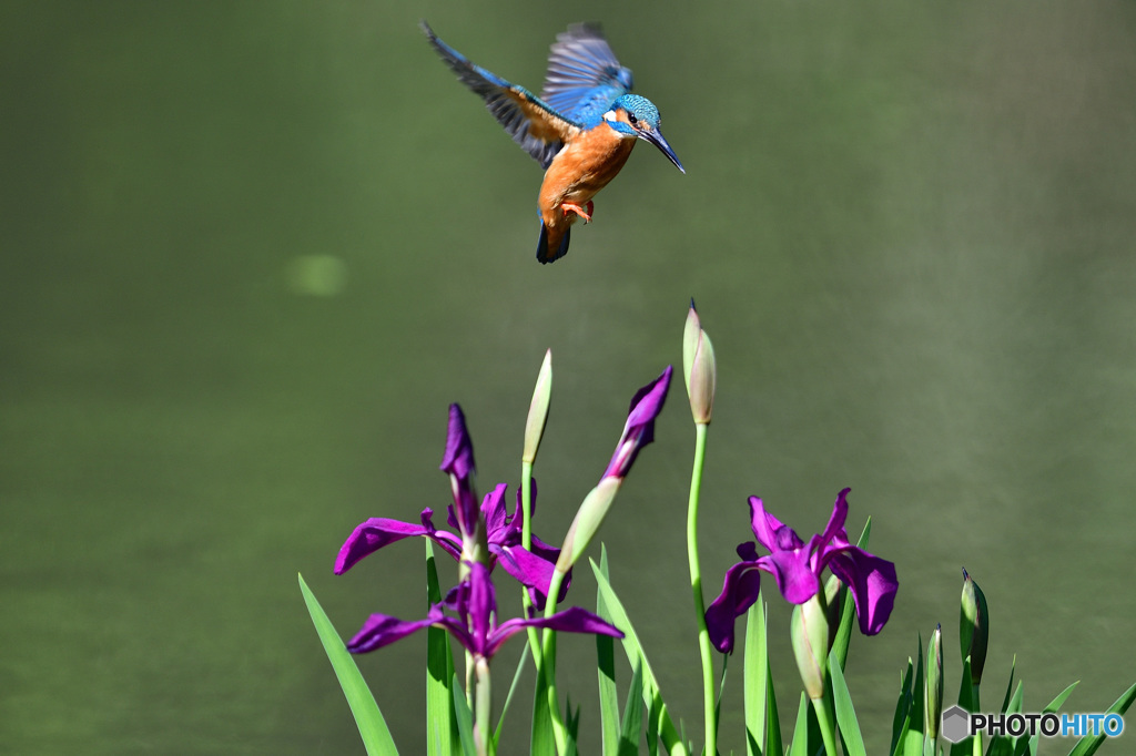 カキツバタとカワセミ