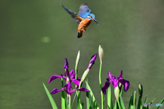 カキツバタとカワセミ