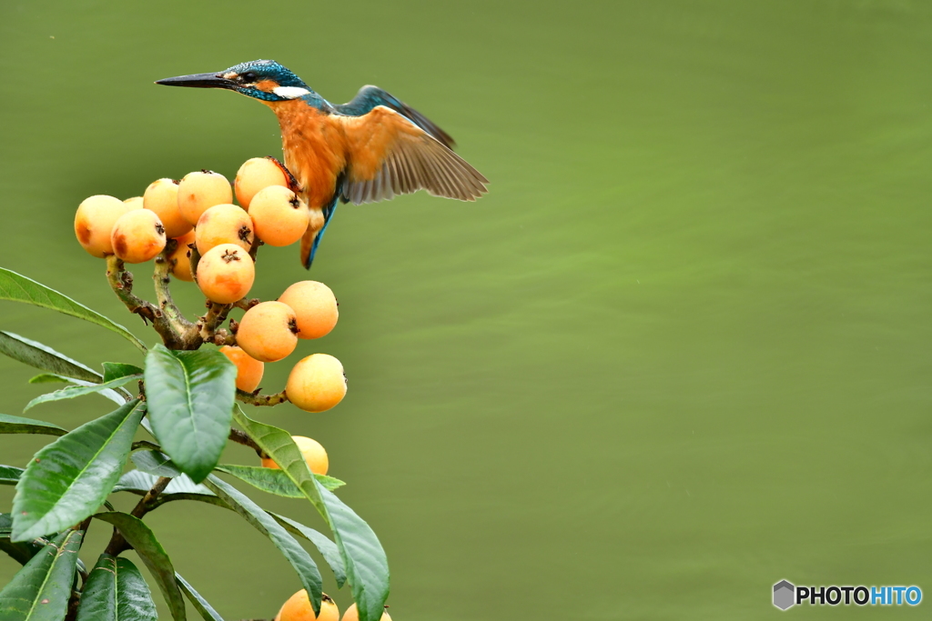 ビワとカワセミ