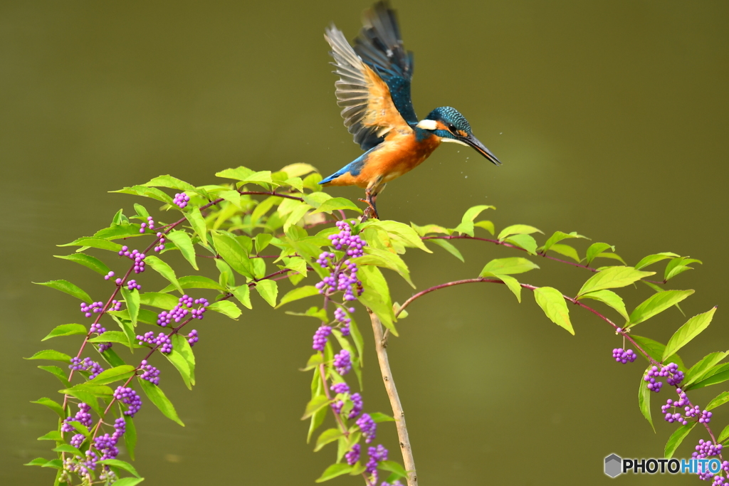 紫式部とカワセミ