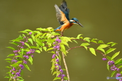 紫式部とカワセミ