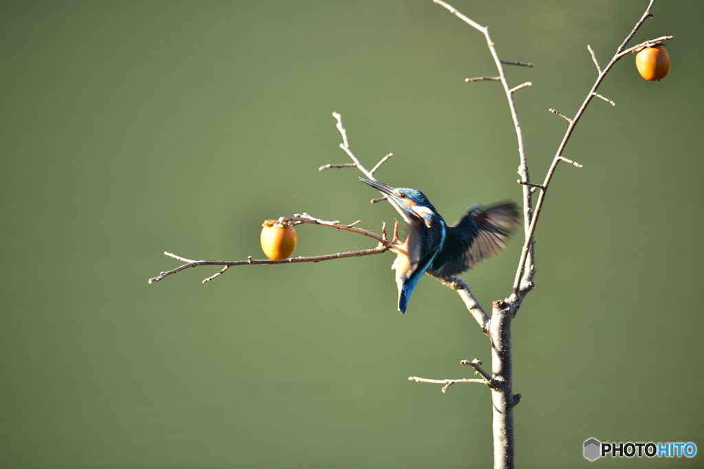 柿とカワセミ