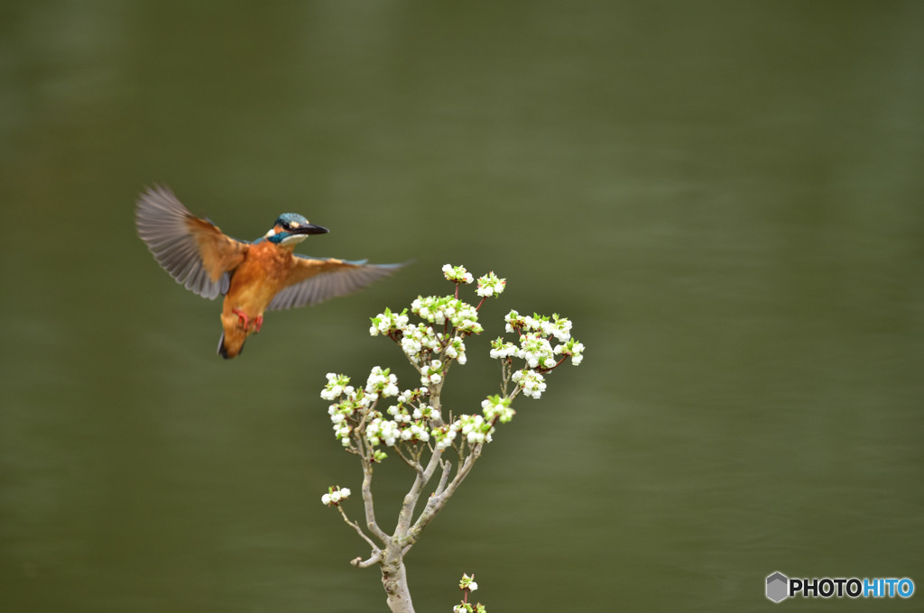 ドウタンツツジとカワセミ