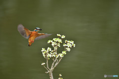 ドウタンツツジとカワセミ