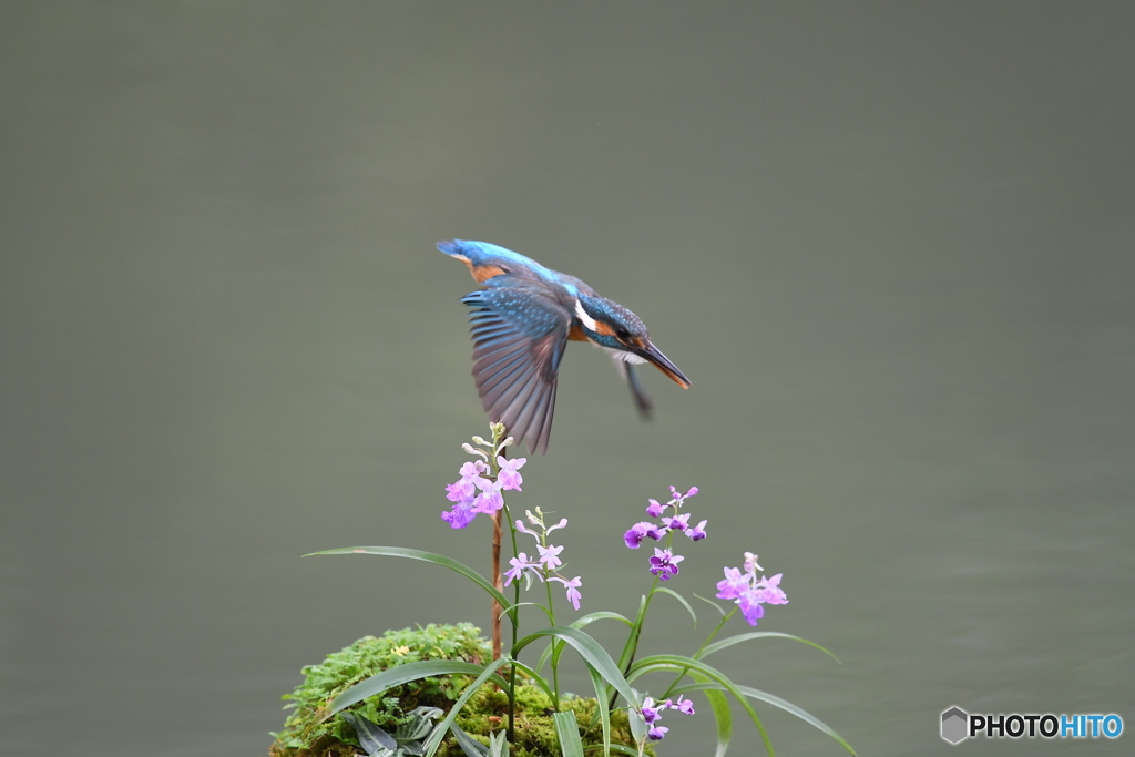 ウチョウランとカワセミ