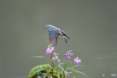 ウチョウランとカワセミ