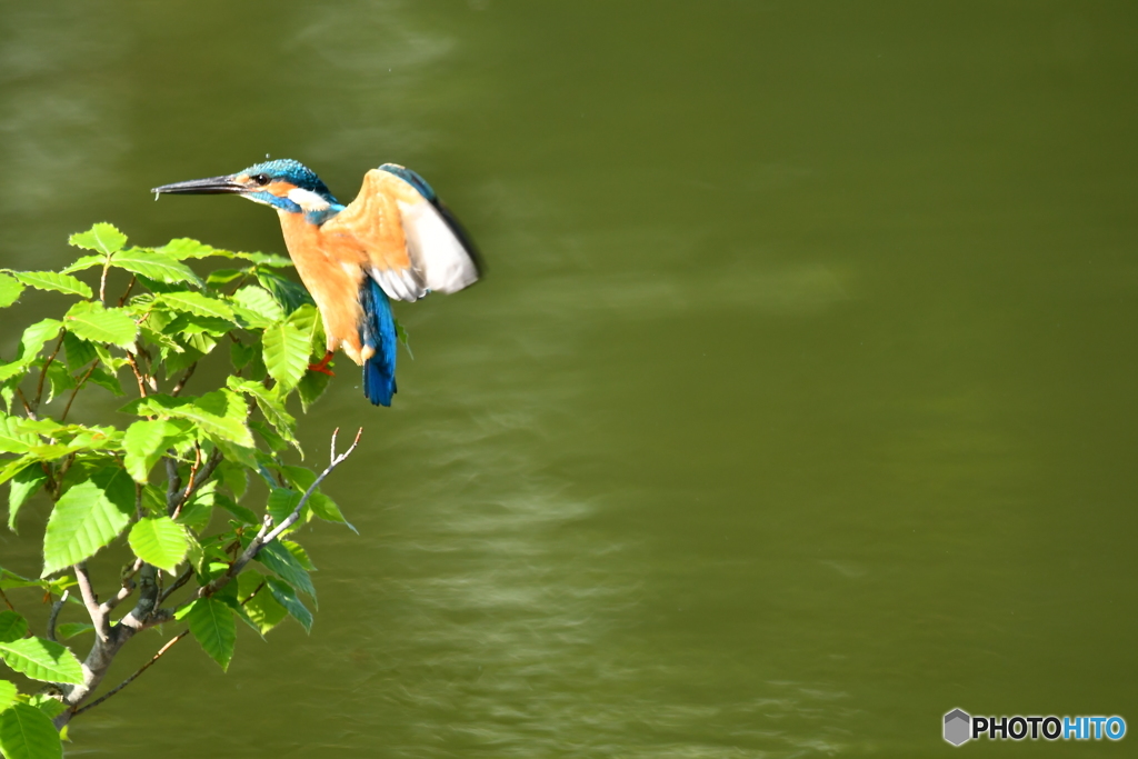 ブナとカワセミ