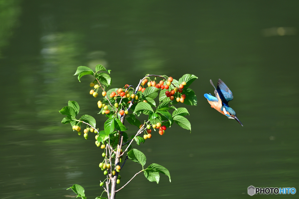 サクランボとカワセミ