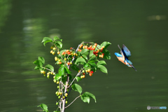 サクランボとカワセミ