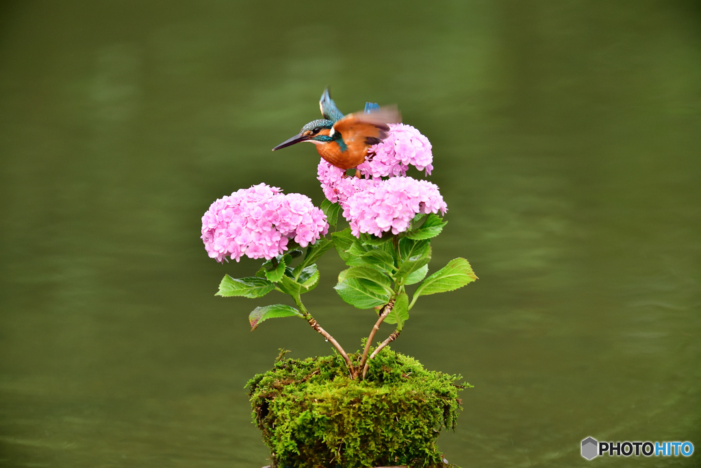 紫陽花とカワセミ