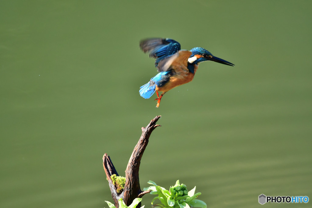 蕗の薹とカワセミ