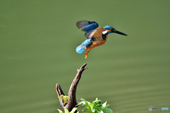 蕗の薹とカワセミ