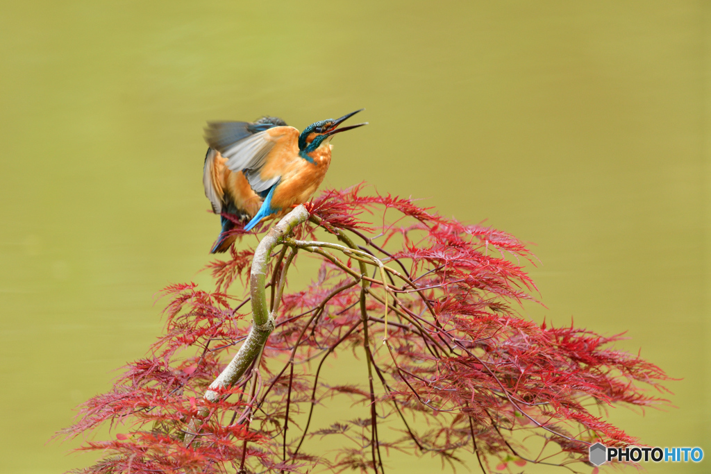 紅葉とカワセミ