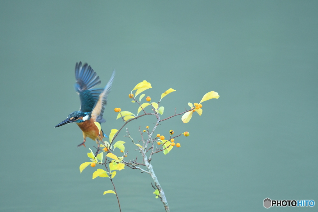 ツルウメモドキとカワセミ
