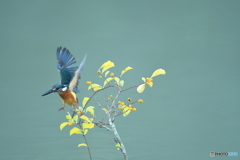 ツルウメモドキとカワセミ