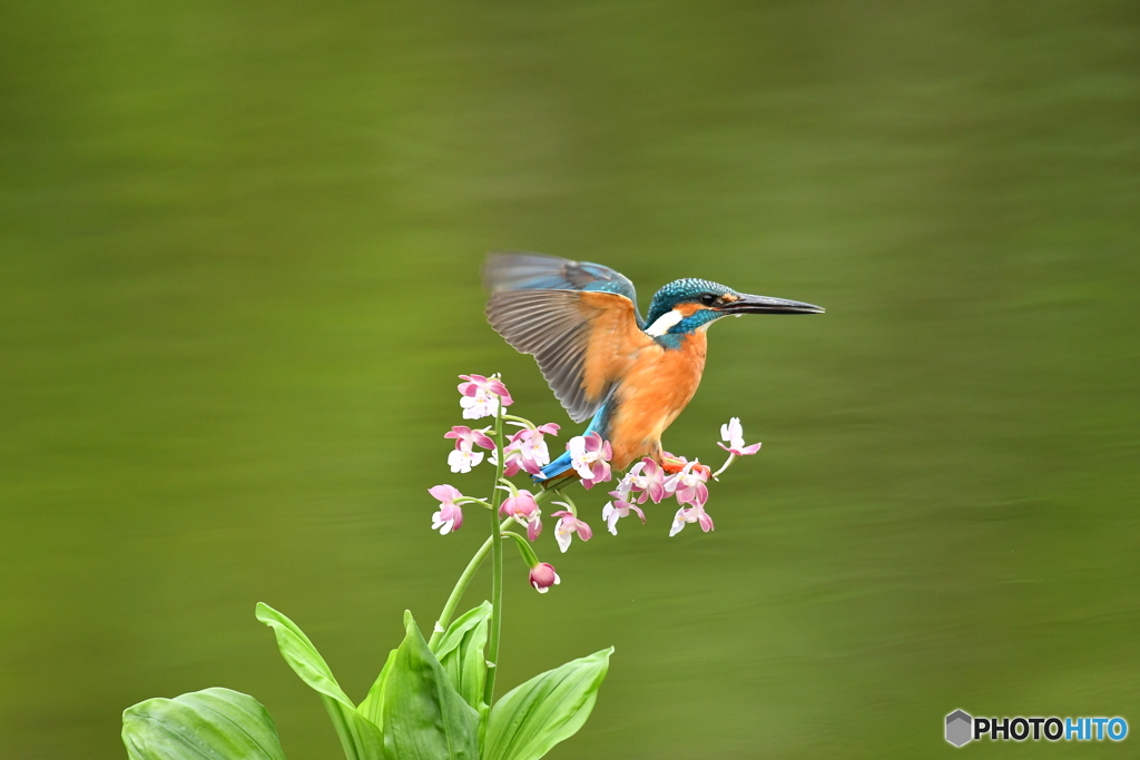 エビネランとカワセミ