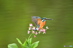 エビネランとカワセミ