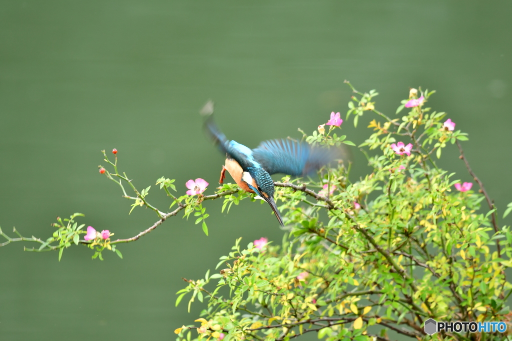 野バラとカワセミ