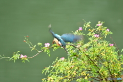 野バラとカワセミ