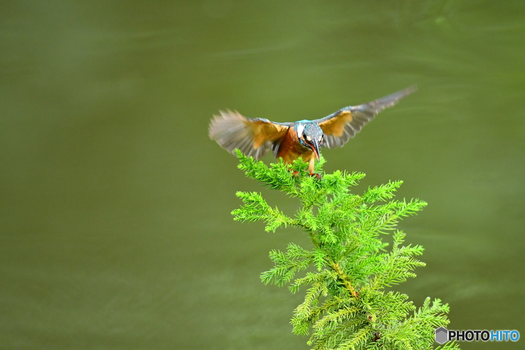 スギとカワセミ