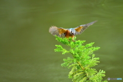 スギとカワセミ