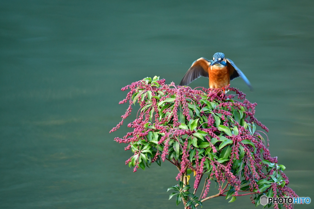 アセビとカワセミ
