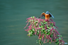 アセビとカワセミ