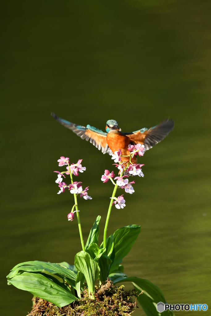 エビネランとカワセミ