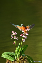 エビネランとカワセミ