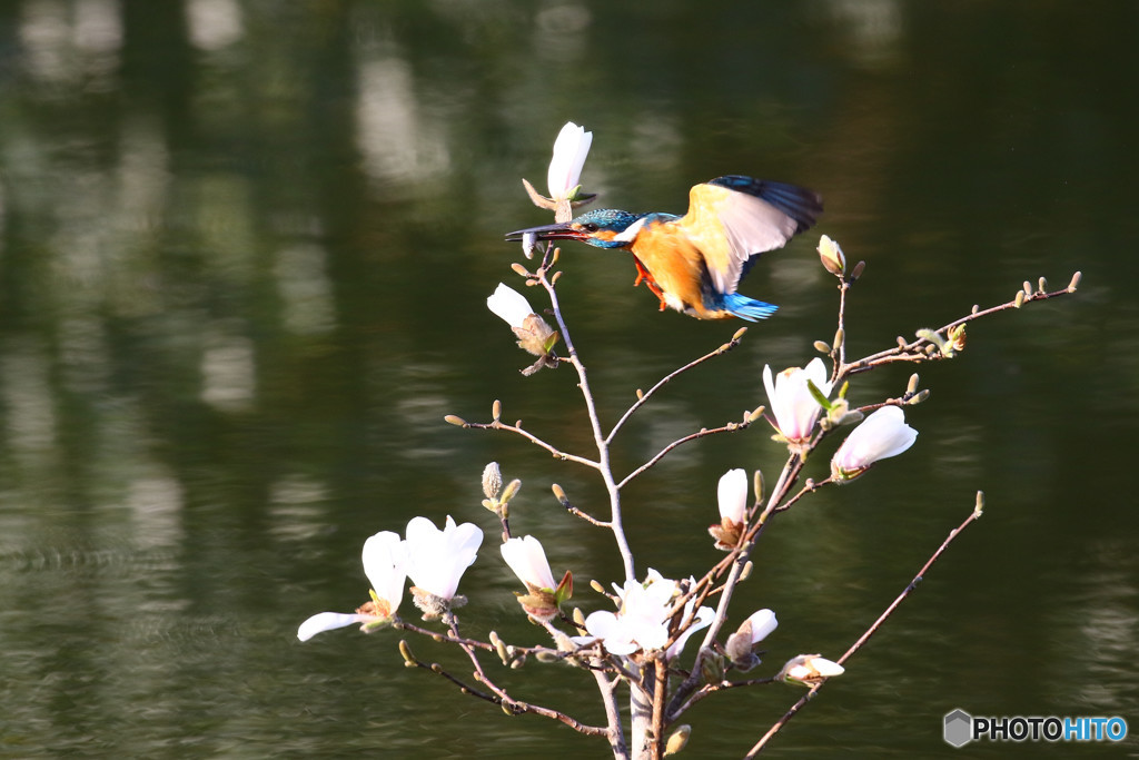 コブシとカワセミ
