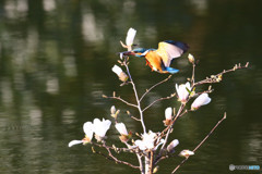 コブシとカワセミ